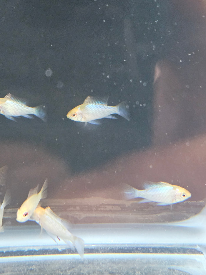 Gold Ram