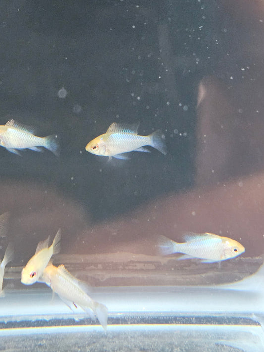 Gold Ram