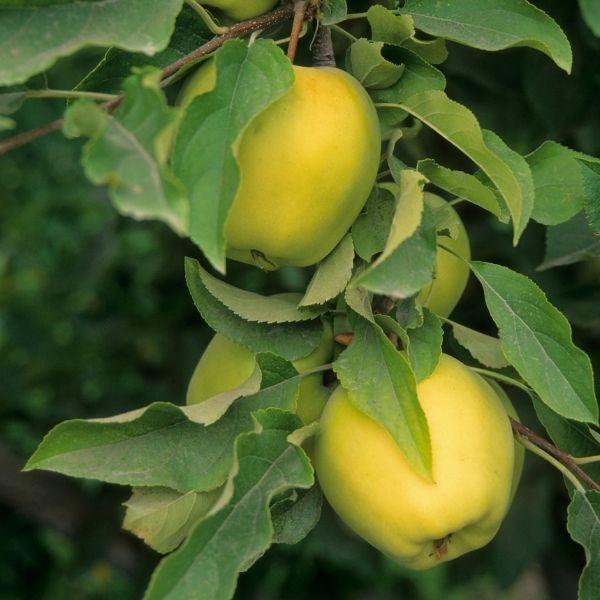 Golden Delicious apple tree in a sunny backyard orchard with healthy green canopy and developing golden apples on sturdy branches