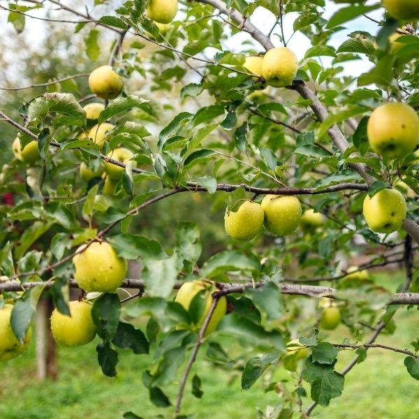 Golden Delicious apple tree habit showing branching structure and leafy canopy, ideal for dwarf or semi-dwarf backyard orchards