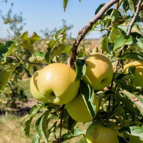 Golden Delicious apples in a home orchard