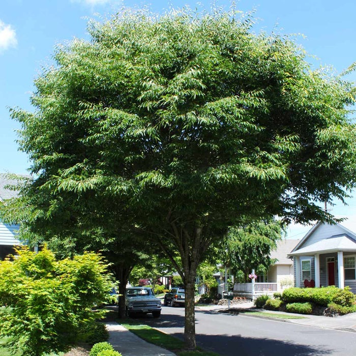 Zelkova serrata Green Vase with upright arching branches used as a street tree