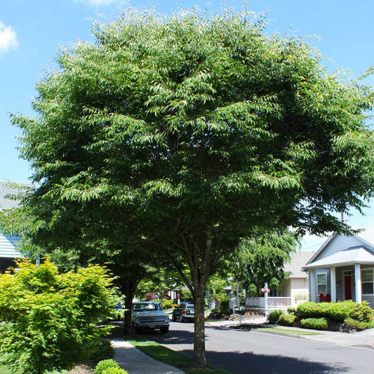 Zelkova serrata Green Vase with upright arching branches used as a street tree