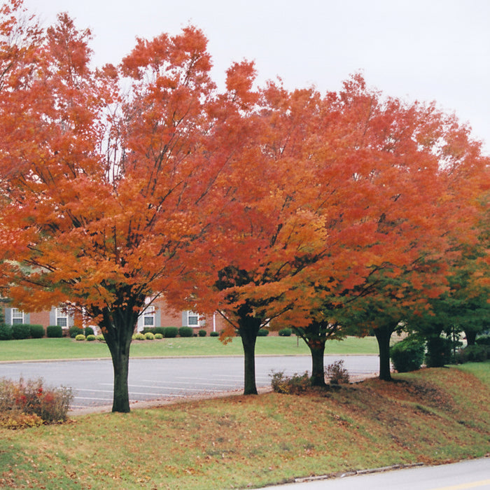 Green Vase Zelkova Tree showing orange bronze fall color in a sunny landscape