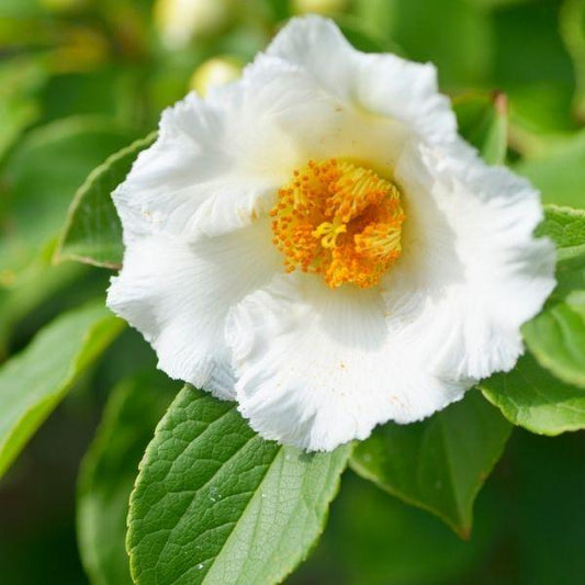 Close-up of Japanese Stewartia flowers showing white petals and golden centers