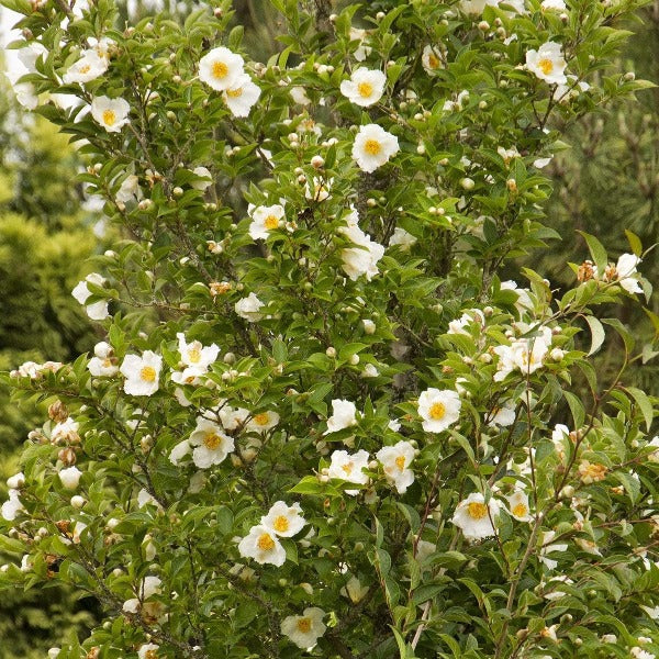 Japanese Stewartia used as a four-season ornamental specimen in an open lawn or entry bed