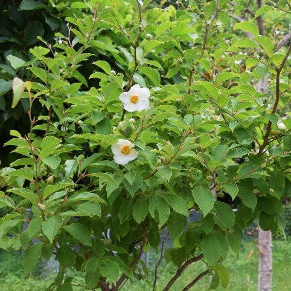 Japanese Stewartia Tree with refined branching and green summer foliage in a sunny landscape