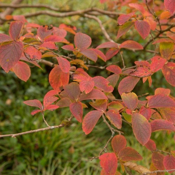 gorgeous fall color of Japanese Stewartia Tree