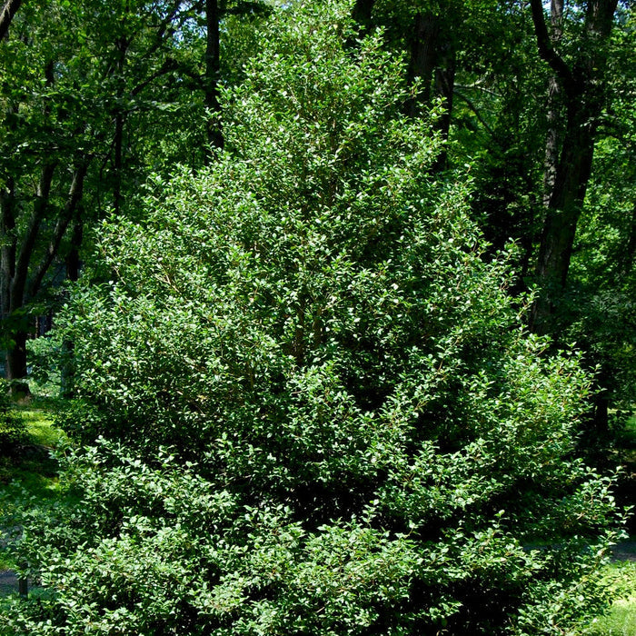 Jersey Knight American Holly used as a male pollinator near female berry-producing hollies