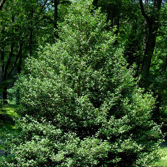 Jersey Knight American Holly used as a male pollinator near female berry-producing hollies