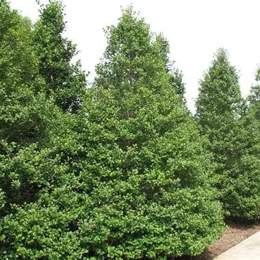 Jersey Knight Holly male American holly tree with glossy evergreen foliage in a landscape planting