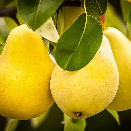 Close-up of Kieffer pears showing golden-yellow fruit with red blush