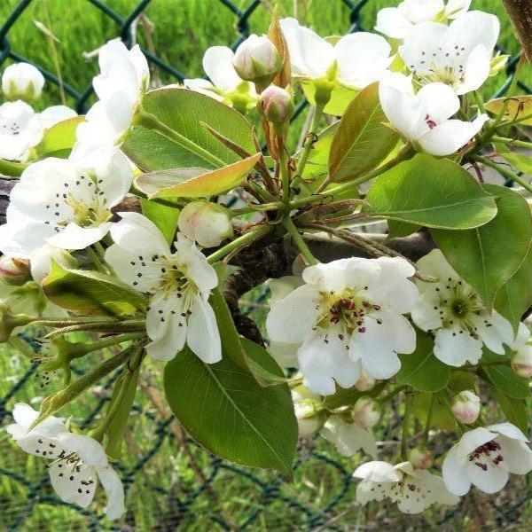 Kieffer Pear Tree blooming with white spring flowers in an orchard setting