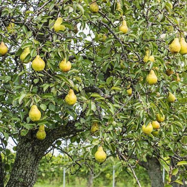 Kieffer Pear Tree with green foliage and ripening yellow pears in a sunny backyard orchard