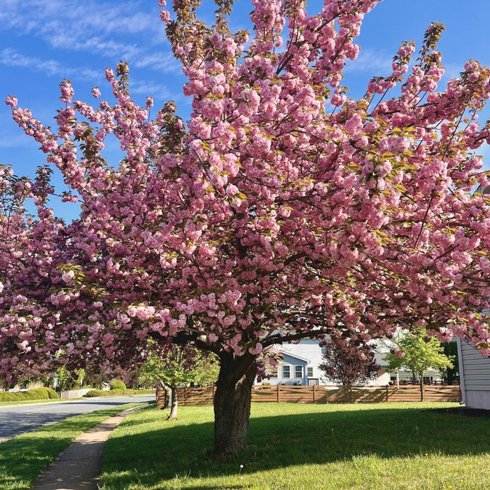 Kwanzan Cherry Tree in spring bloom with large deep pink double flowers on an upright vase-shaped canopy