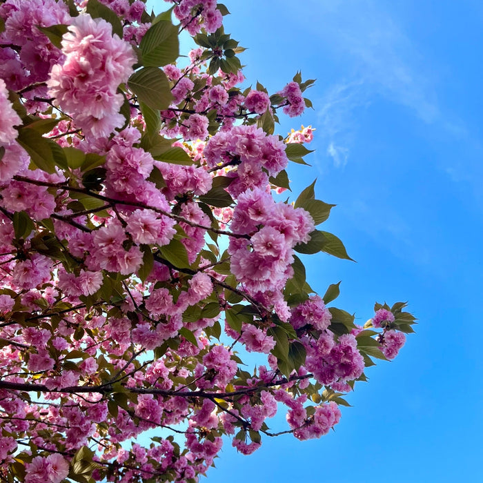 huge pink blooms of the kwanzan cherry tree