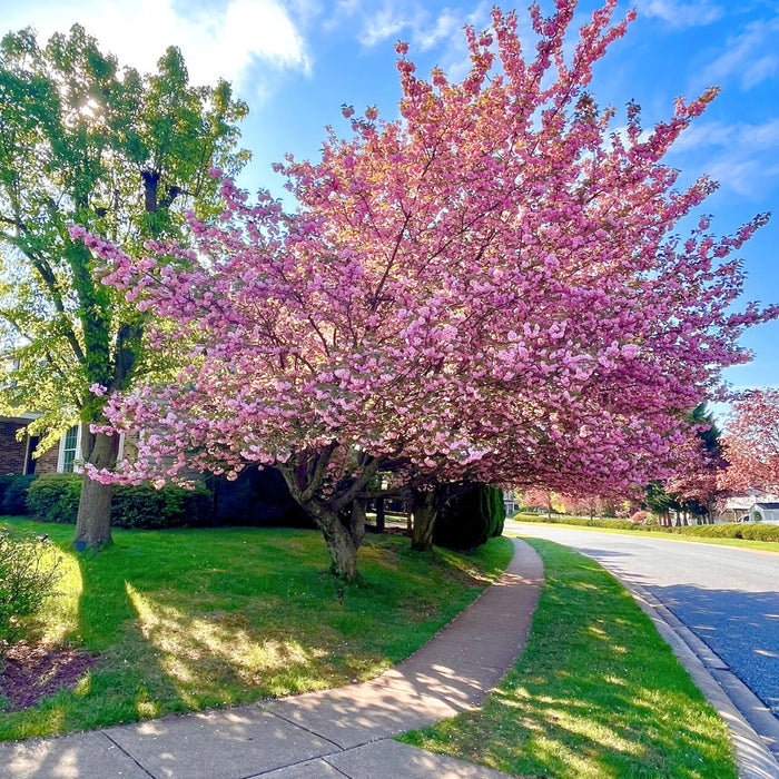 Kwanzan Cherry Tree planted along a walkway as a spring flowering focal point in a residential landscape