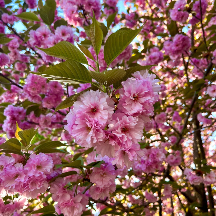 Close-up of Kwanzan Cherry blossoms showing layered deep pink double flowers with bronze-red new growth