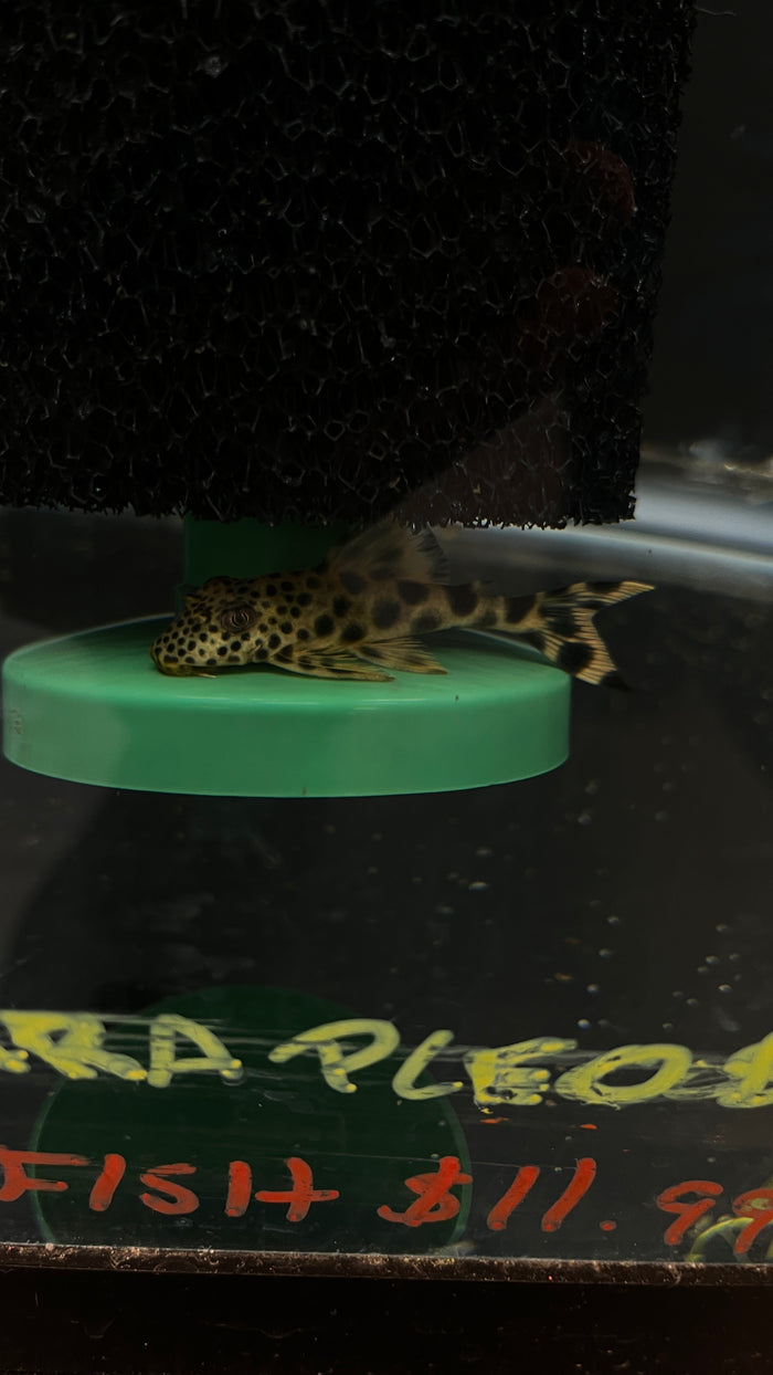 L124 Para Pleco