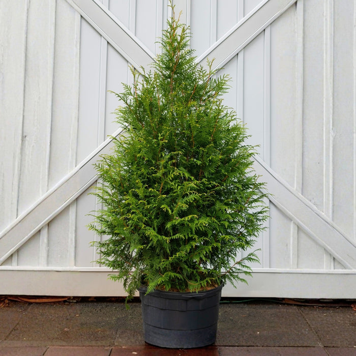 Leprechaun™ arborvitae foliage close-up showing soft, dense green sprays and tight branching for a refined privacy hedge texture.
