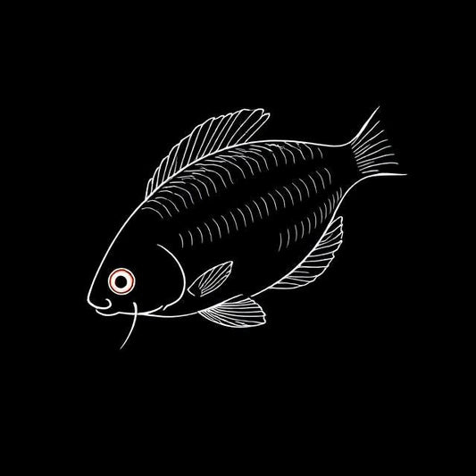 Liquorice Gourami "Linkei"