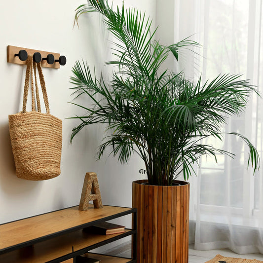 Majesty Palm grown indoors