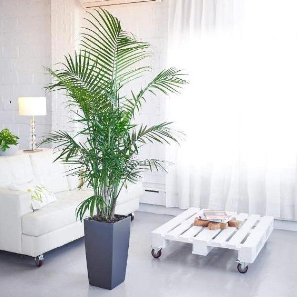 Majesty Palm Tree growing in a pot indoors