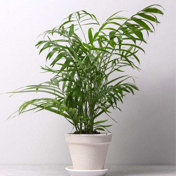 Majesty Palm in white pot