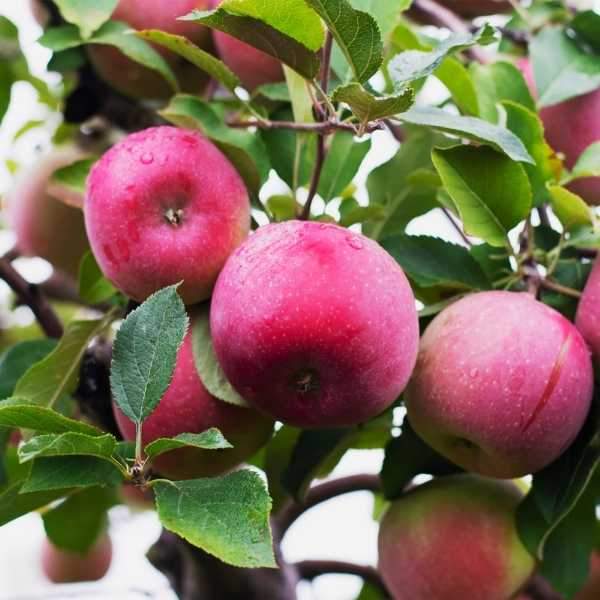 Close-up of McIntosh apples showing red skin over green undertones