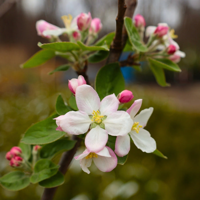 McIntosh Apple Tree in spring bloom with white and pink-tinged blossoms