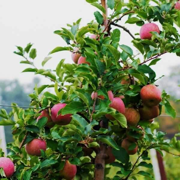 McIntosh Apple Tree with deep red apples growing on branches in a sunny backyard orchard
