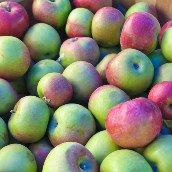 Freshly harvested McIntosh apples displayed for fall home orchard use
