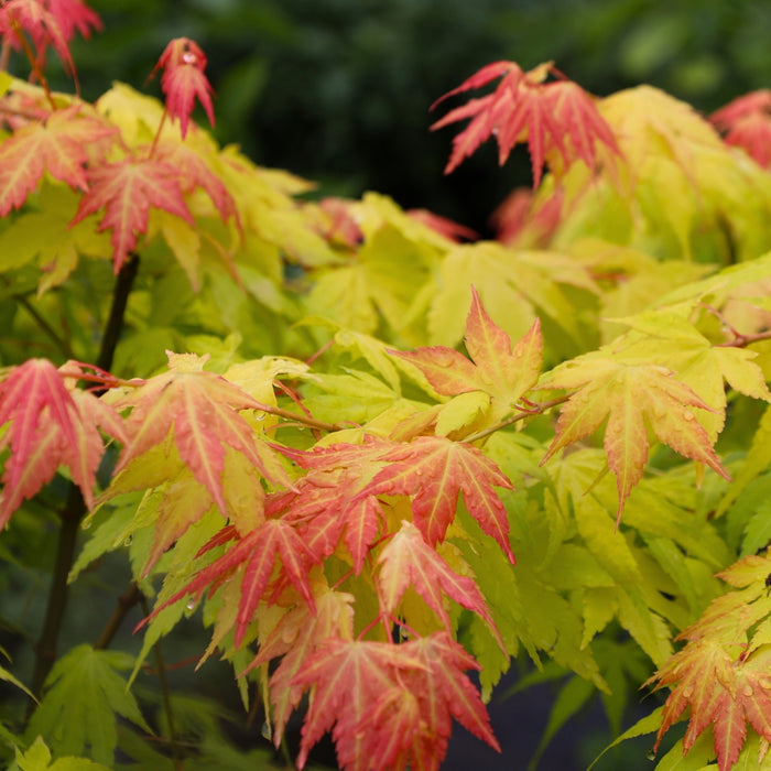 Close-up of Orange Dream Japanese Maple foliage showing glowing orange-yellow spring leaves with delicate palmate form