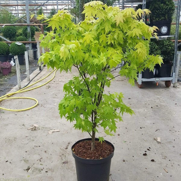 lime green leaves on young Orange Dream Japanese Maple Tree