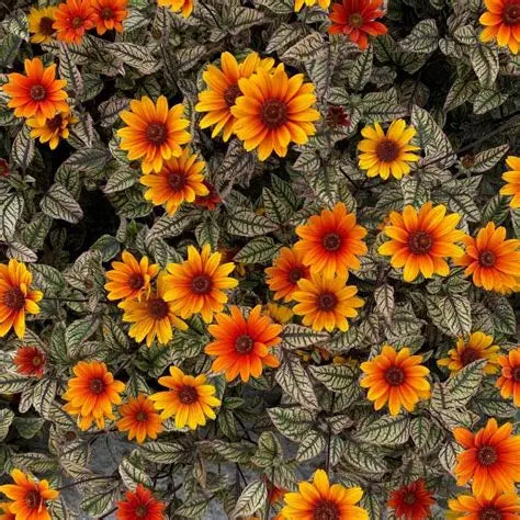 Dark chocolate flower buds opening above the colorful variegated leaves of Orange Marble Heliopsis
