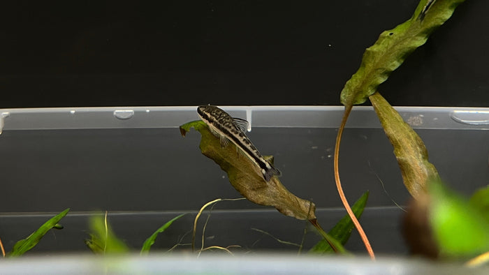 Otocinclus Catfish