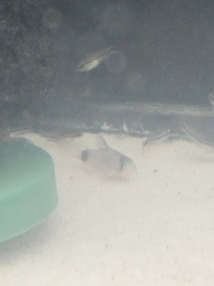 Panda Corydora