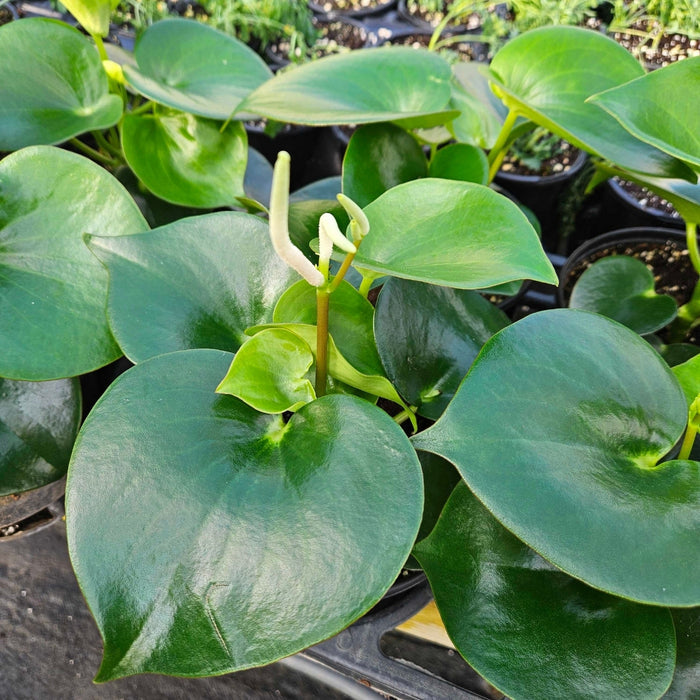 Raindrop peperomia flower spike detail, soft greenish-white bloom above glossy leaves, subtle texture and form