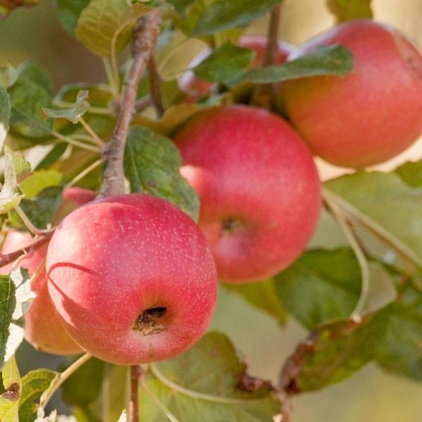 Close-up of Pink Lady apples showing blush pink skin over rich yellow color