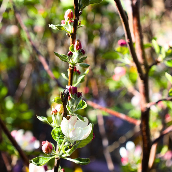 Pink Lady Apple Tree blooming with soft pink spring flowers