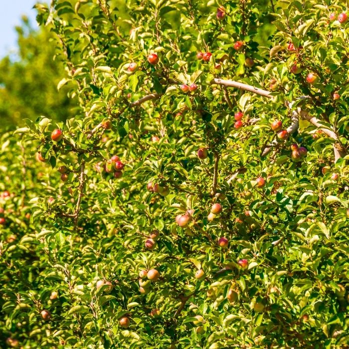 Mature Pink Lady Apple Tree with a spreading canopy in a home orchard