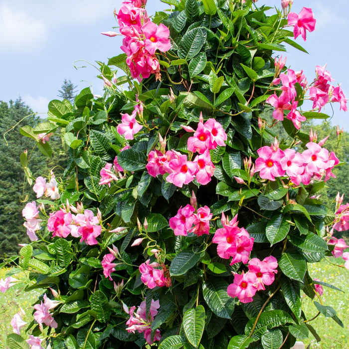 Tropical pink mandevilla growing up a trellis