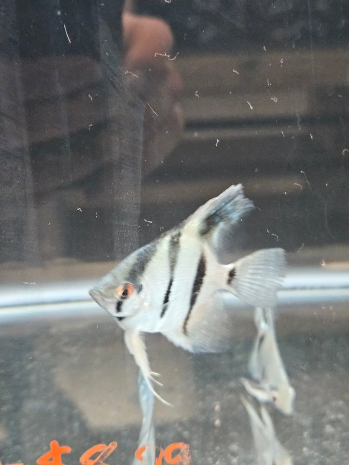 Platinum Angelfish