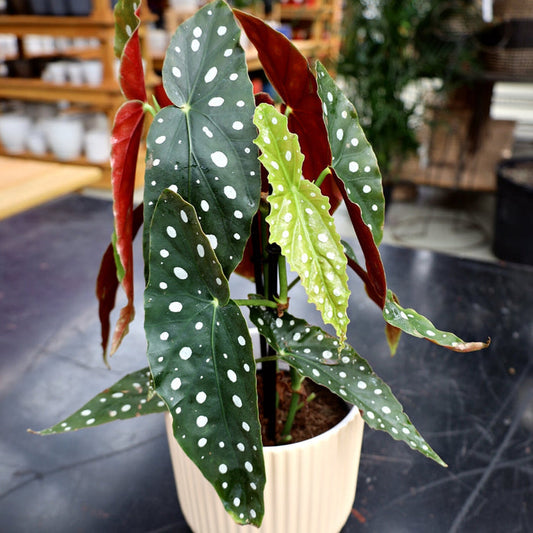 Begonia wightii Maculata Plant