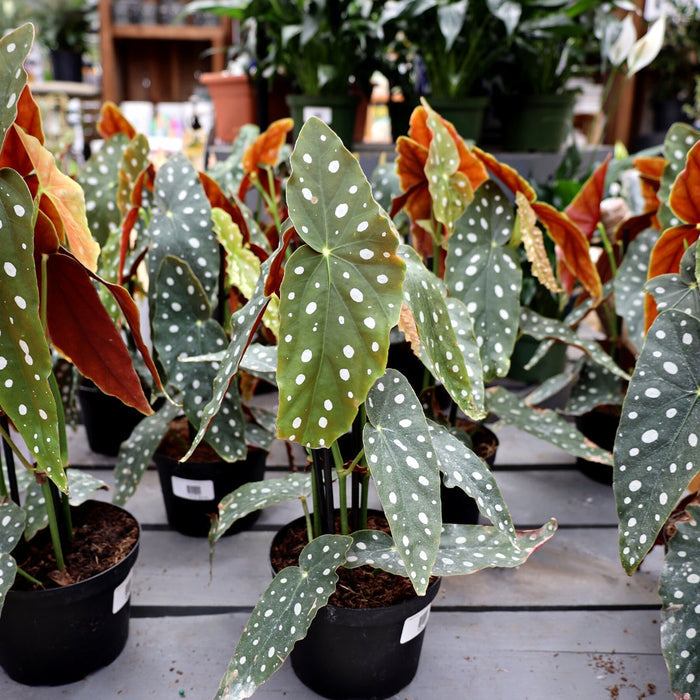 angel wing polka dot begonias