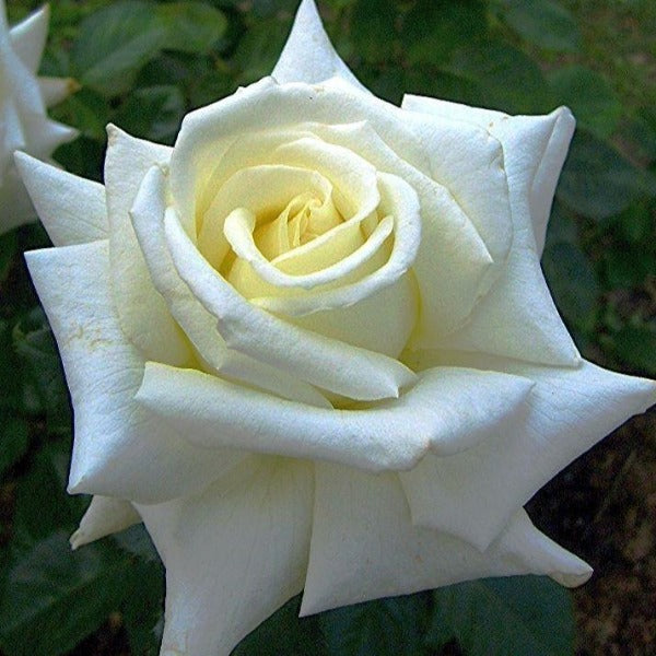 Close-up of Pope John Paul II hybrid tea rose showing high-centered pure white petals and classic form with citrus fragrance