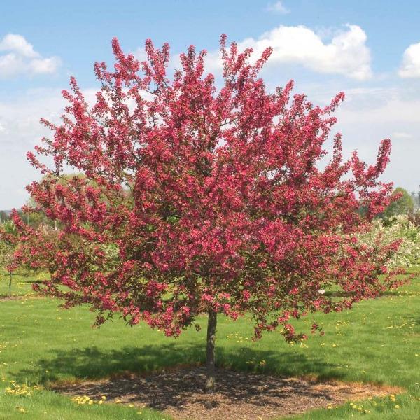 Mature Prairifire Crabapple with a rounded ornamental form, dark green foliage, and balanced branching