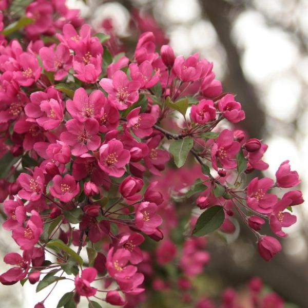 Close-up of Prairifire Crabapple blossoms showing rich deep pink flowers opening from rose-red buds