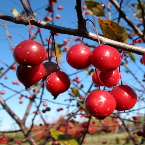 Prairie Fire Crabapple fruit