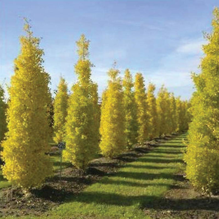Princeton Sentry Maidenhair Tree showing bright yellow autumn foliage and narrow canopy
